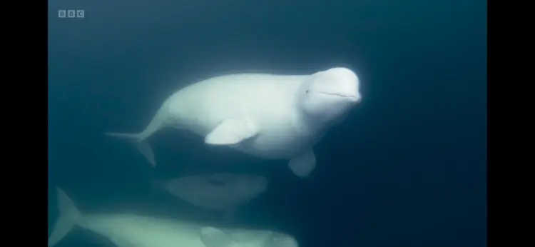 Beluga whale (Delphinapterus leucas) as shown in Frozen Planet II - Frozen Ocean